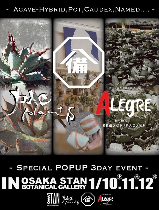 STAN BOTANICAL GALLERYがSPECIAL POPUP 3DAY EVENTを開催、アガベ店内イベントが来店動機に