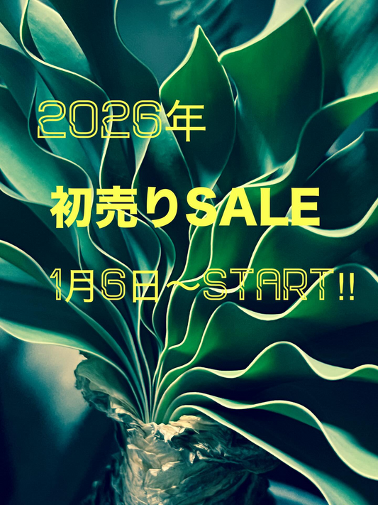 花伝が2026年初売りSALEを開催、花苗観葉植物多肉植物の割引が新年の園芸需要に対応