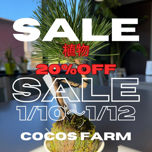COCOS FARMがCOCOS FARM SALE 2026を開催、植物全品20%OFFが連休の購入機会に