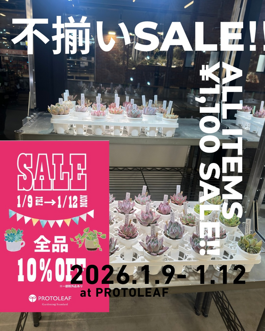 プロトリーフゆめが丘ソラトス店が不揃いSALE at PROTOLEAF2026を開催、全品10%OFFとlight terrace苗1,100円セールを実施