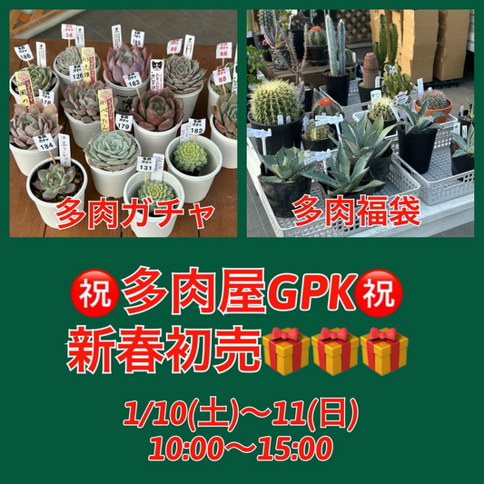多肉屋GPKが多肉屋GPK新春初売2026を開催、多肉福袋と多肉ガチャで植物愛好家の注目を集める