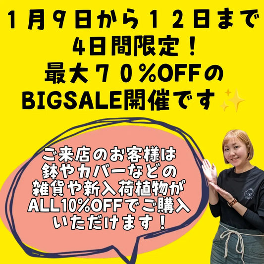 NOKO'sがNOKO's BIGSALEを開催、観葉植物最大70%OFFの4日間セールが東大阪で実施