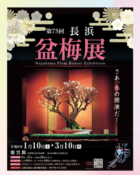 第75回長浜盆梅展2026が慶雲館で開催、梅の盆栽展示と夜間ライトアップを実施