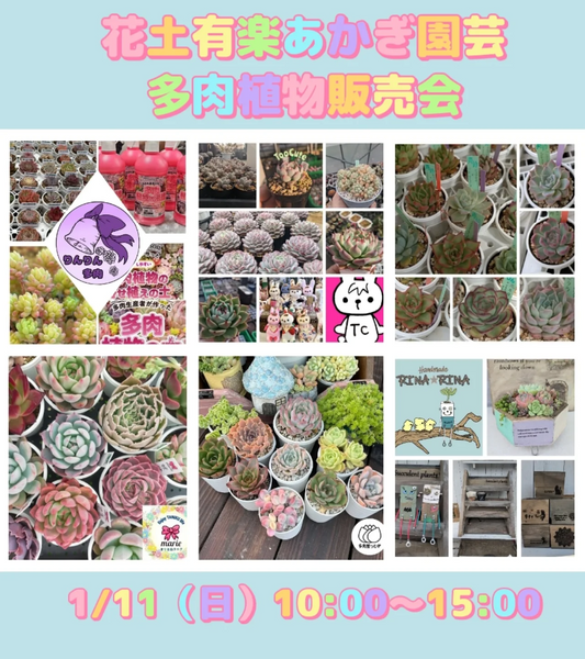 花土有楽あかぎ園芸が多肉植物販売会を開催、6店舗出店の対面販売が群馬県伊勢崎市に集結
