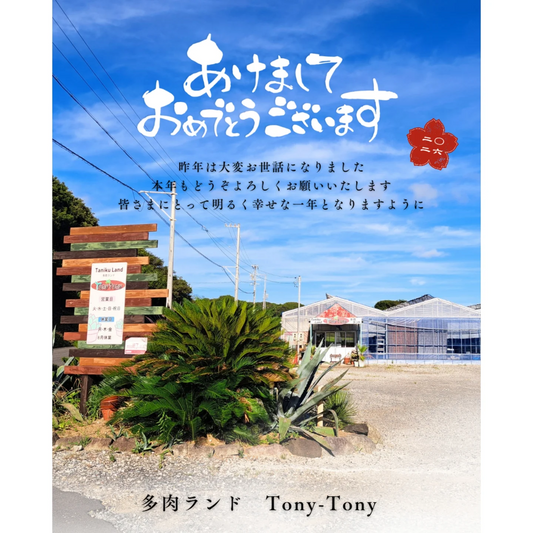 多肉ランドTony-TonyがTonyの運試しクジ引きを実施、1000円以上購入者が植物景品を獲得