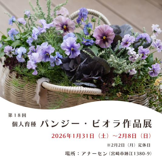アナーセンが第18回パンジー・ビオラ作品展を開催、育種家の作品展示が宮崎で注目を集める2026