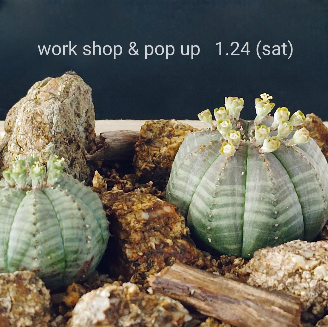 garageOSAKAが多肉植物ハビタットスタイル寄せ植えワークショップを開催、たにっくん工房指導の制作体験が学びに
