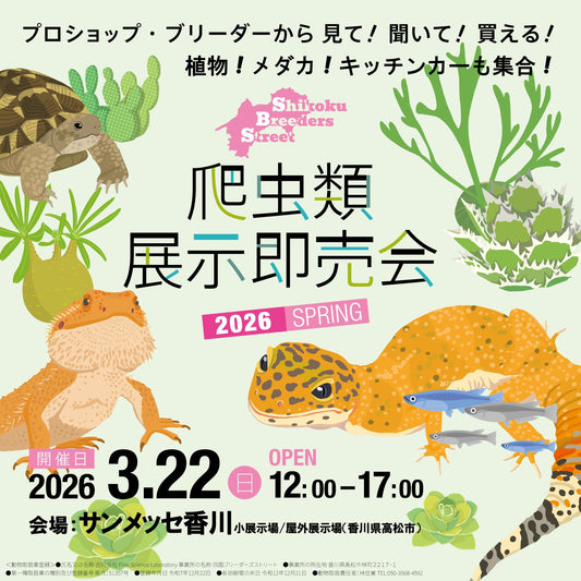 SBS爬虫類展示即売会2026SPRINGが開催決定、CB限定展示即売会が高松で実施