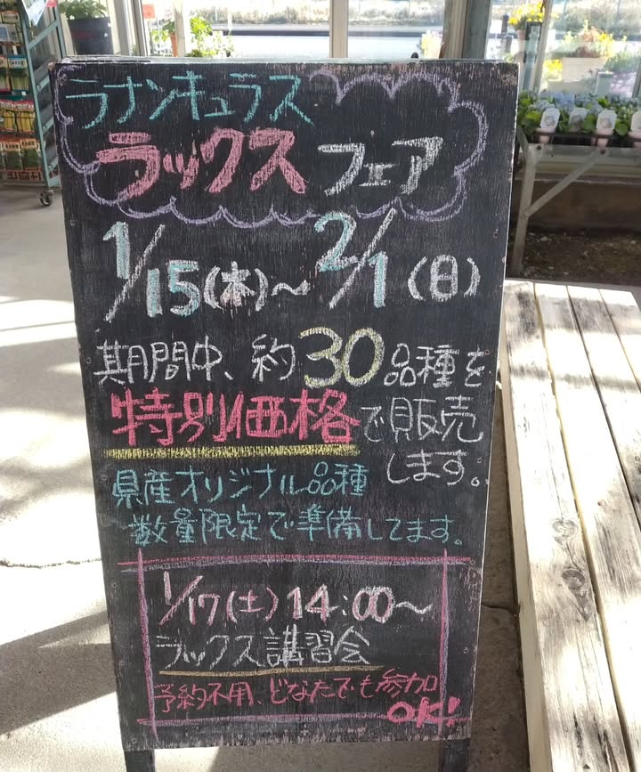 宮崎園芸がラナンキュラス ラックス フェア2026を開催、約30品種の特別価格販売が来店動機に