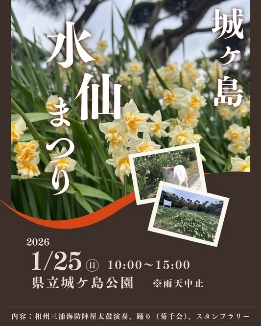 城ヶ島水仙まつり2026が県立城ヶ島公園で開催、太鼓演奏と踊りとスタンプラリーが来場者の体験に