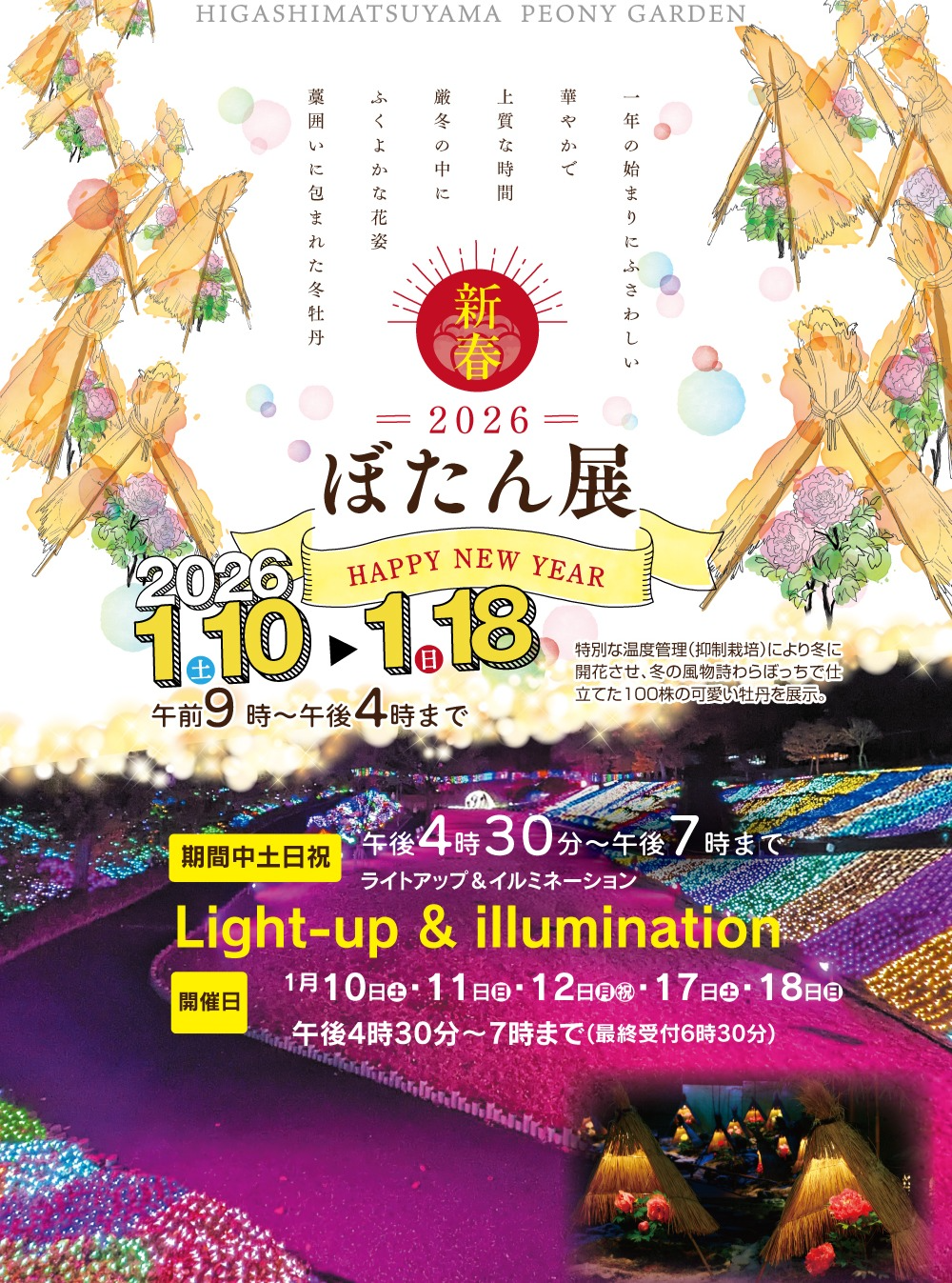 東松山市農林公園が新春ぼたん展2026を開催、藁ぼっち展示と土日祝ライトアップを実施