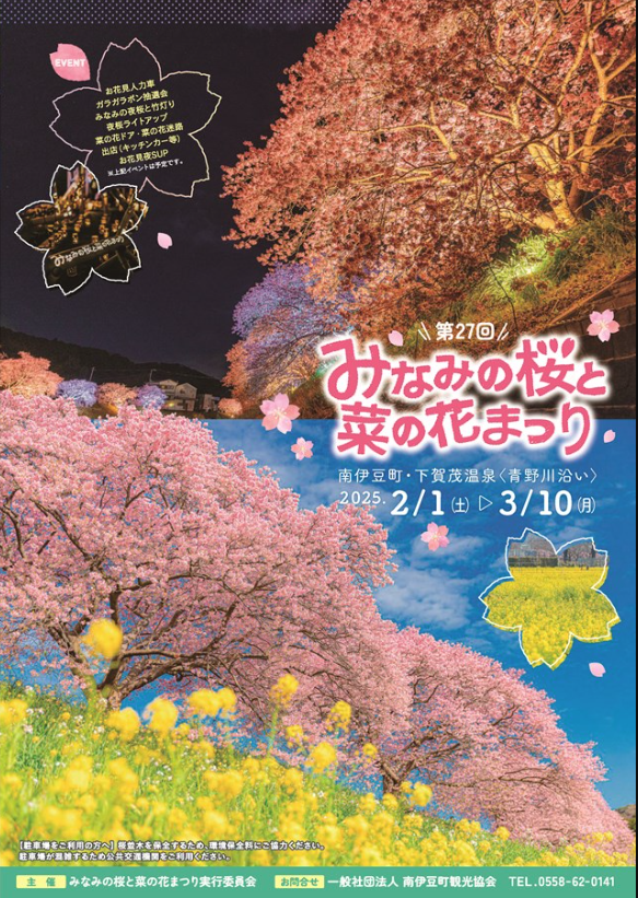 南伊豆町が第28回みなみの桜と菜の花まつりを開催、夜桜ライトアップと竹灯りが青野川沿いに
