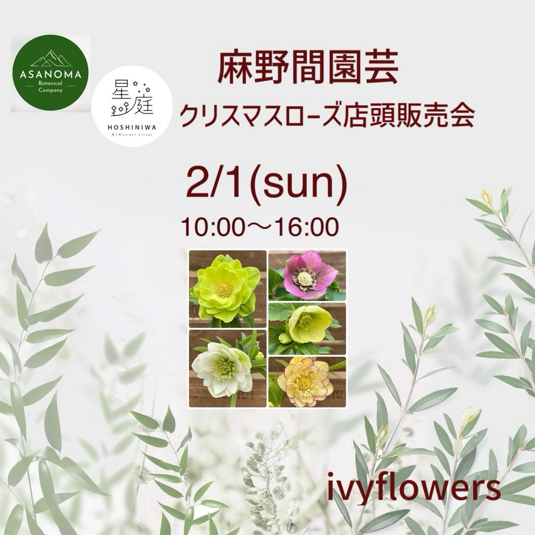麻野間園芸がクリスマスローズ店頭販売会を開催、アイビーフラワーズ長久手店で岡本交配株を販売