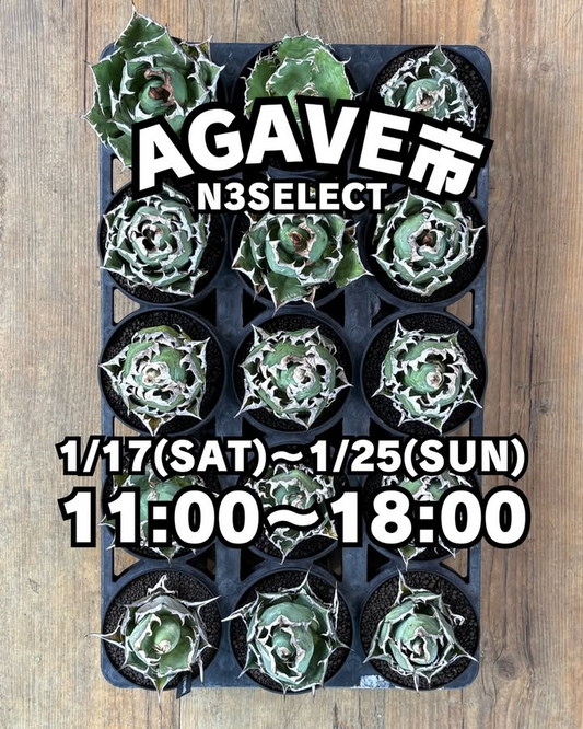 N3SELECTがAGAVE市を開催、店内アガベ全品10%OFFと台湾株入荷が福岡の来店動機に
