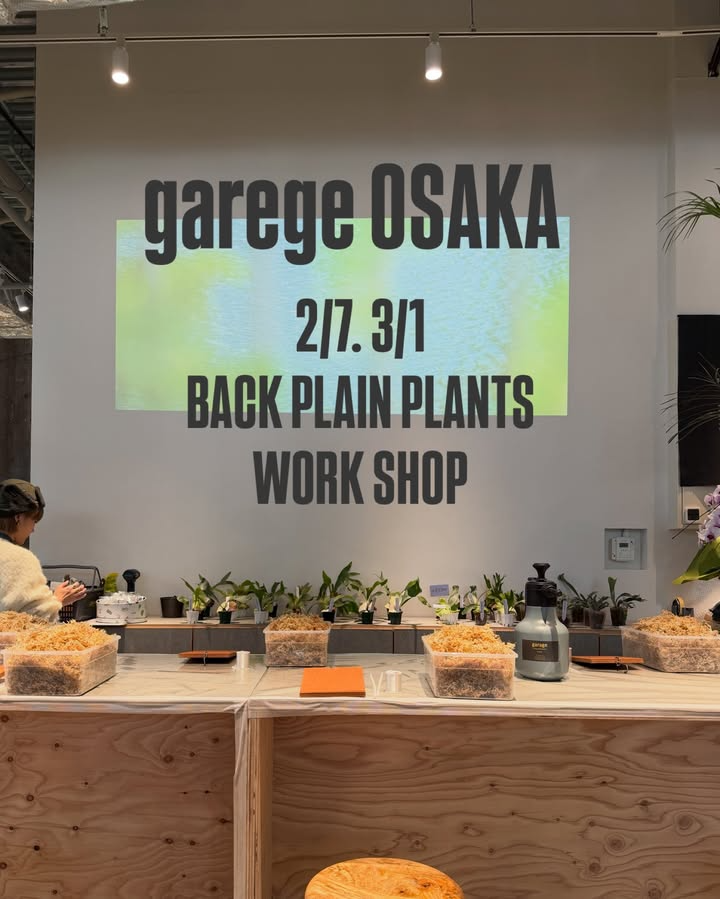 BACK PLAIN PLANTSがビカクシダの板付けワークショップを開催、梅田のgarage OSAKAで株選びと板付け体験