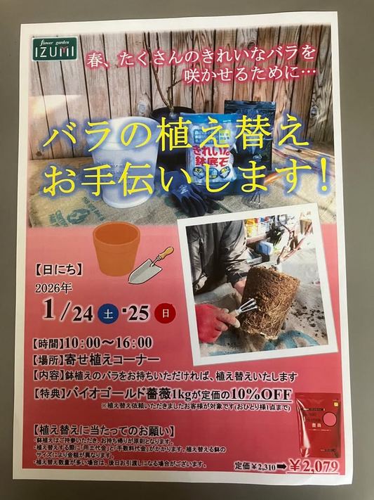 フラワーガーデン泉がバラの植え替えお手伝いいたしますを開催、前橋で鉢植え持参の植え替え対応