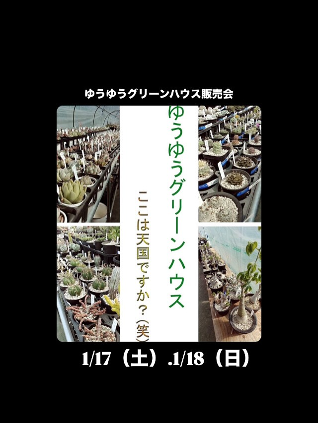 ゆうゆうグリーンがゆうゆうグリーンハウス販売会2026を開催、キングプランツの多肉植物とAgave販売が集客に