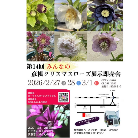 第14回みんなの彦根クリスマスローズ展示即売会が開催決定、交配苗展示と開花株販売が来場者の選定機会に