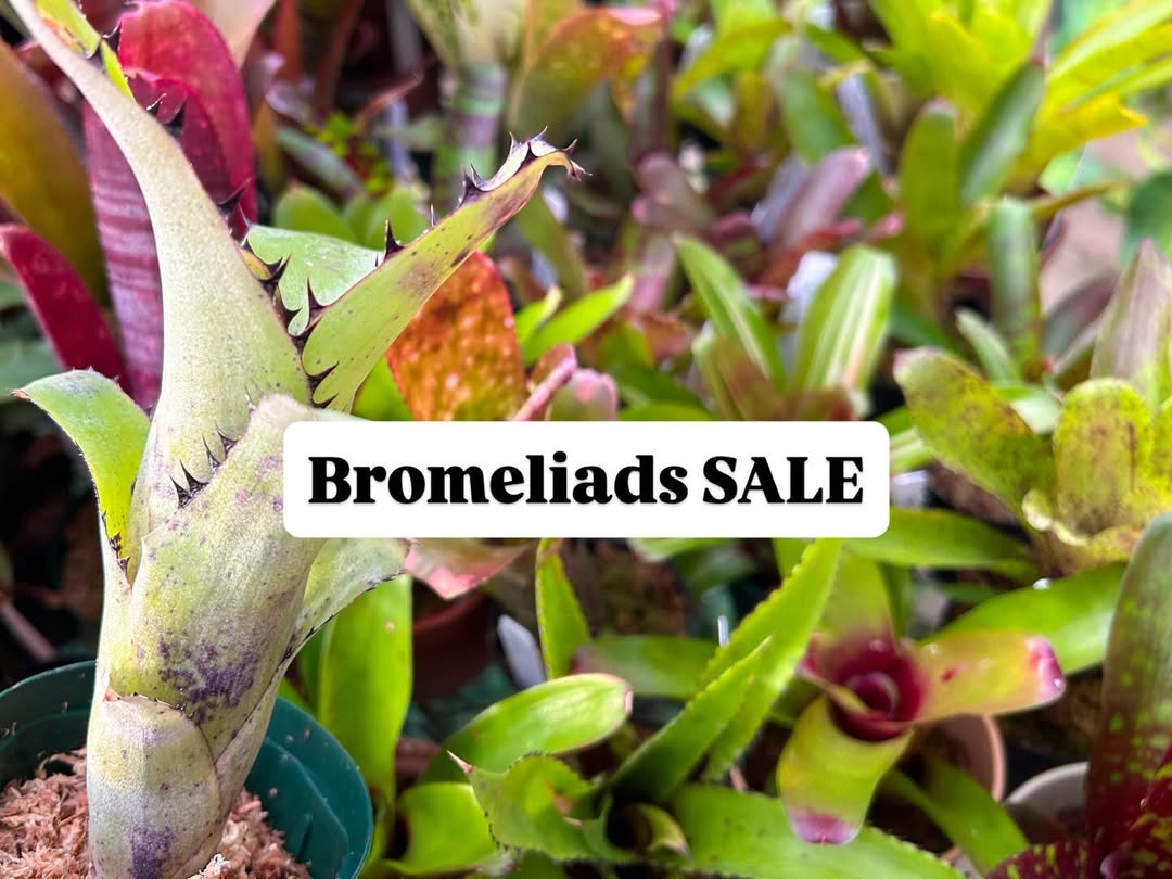 山手苑がBromeliads SALEを開催、温室でブロメリア株分苗販売が購入機会に