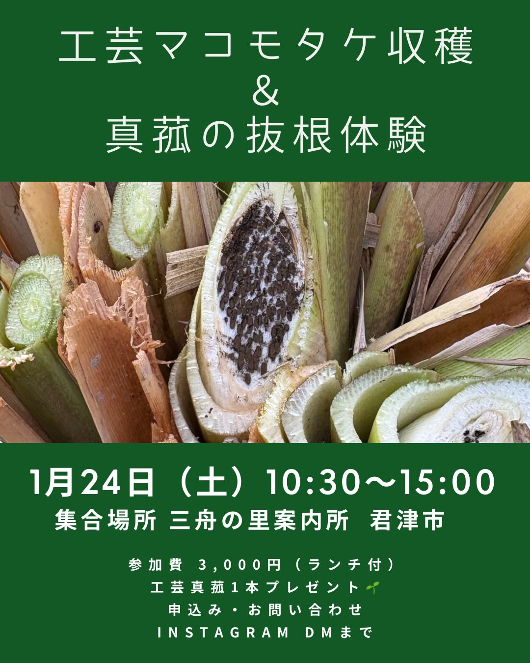 三舟の里案内所が工芸マコモタケの収穫と真菰の抜根体験を開催、冬の里山作業が参加者の学びに