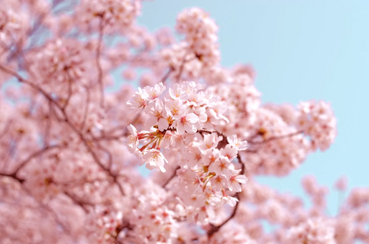 みさとの桜祭りが早稲田公園で開催決定、飲食屋台とマルシェとライトアップが春の来場動機に