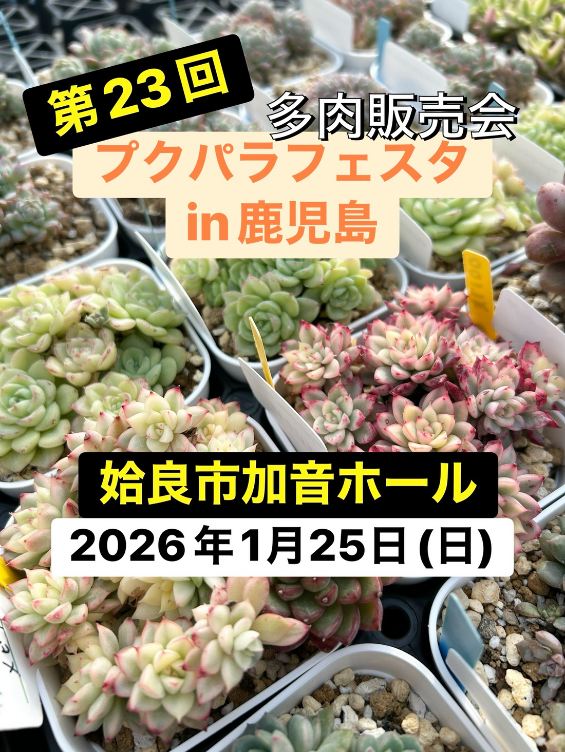 プクパラが第23回プクパラフェスタin鹿児島2026多肉販売会を開催、加音ホール展示室で多肉とリメ鉢が来場者の選択肢に