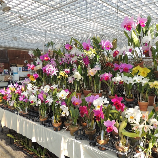 須和田農園が洋ラン新春フェア2026を開催、最新品種と希少株の展示即売会が愛好家の選択肢に