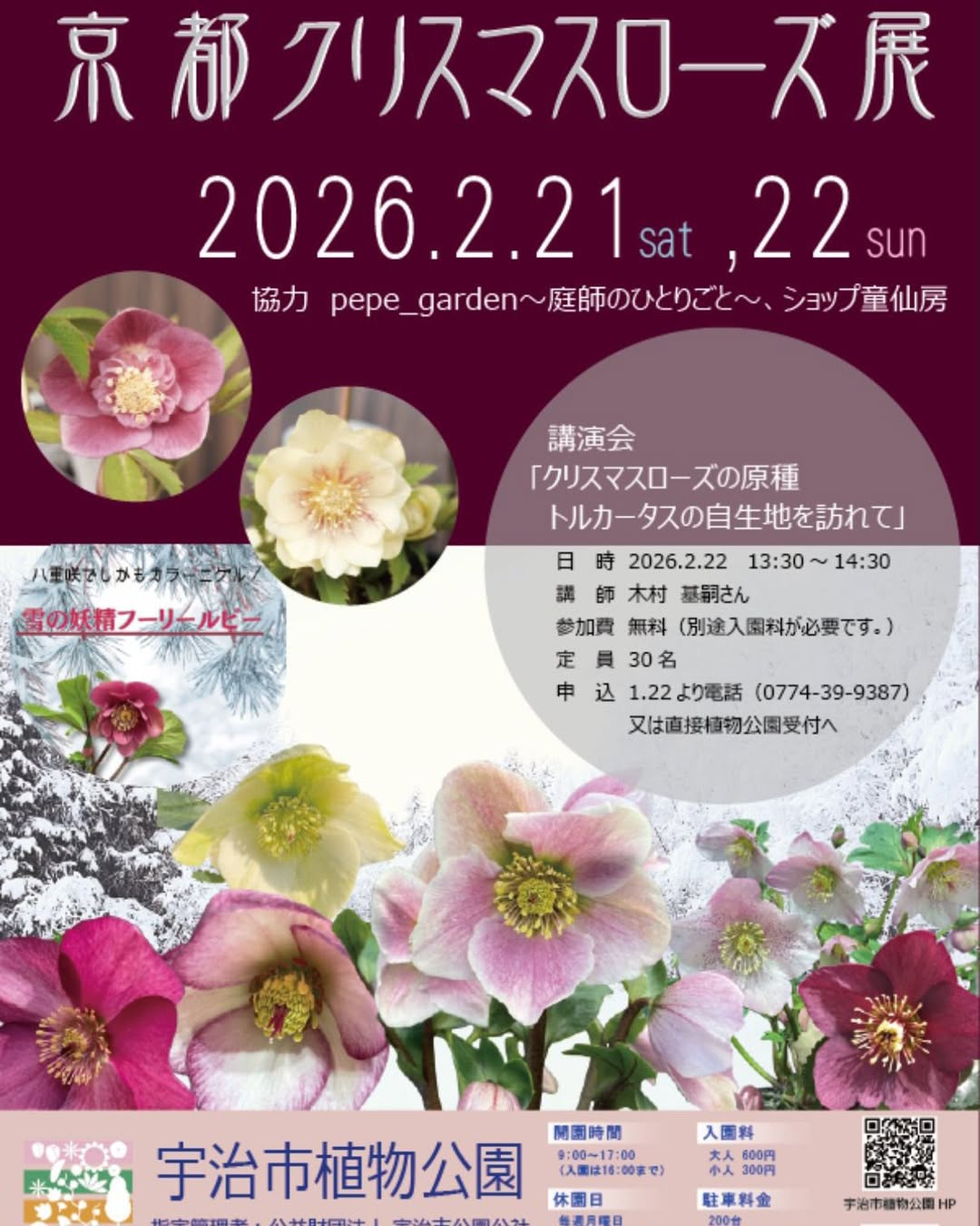 宇治市植物公園が京都クリスマスローズ展を開催、童仙房ナーセリー生産株の展示販売と特別講演会を実施