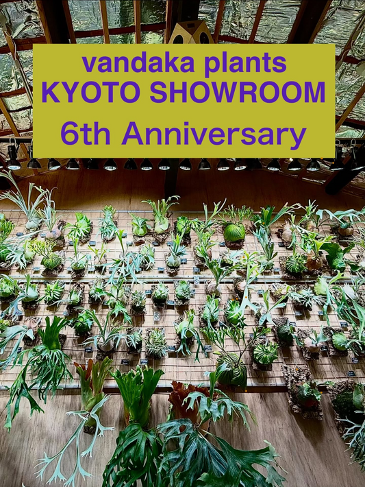vandaka plants KYOTO SHOWROOMがKyoto showroom 6th anniversary 2026を開催、6%OFFと記念ステッカー配布を実施