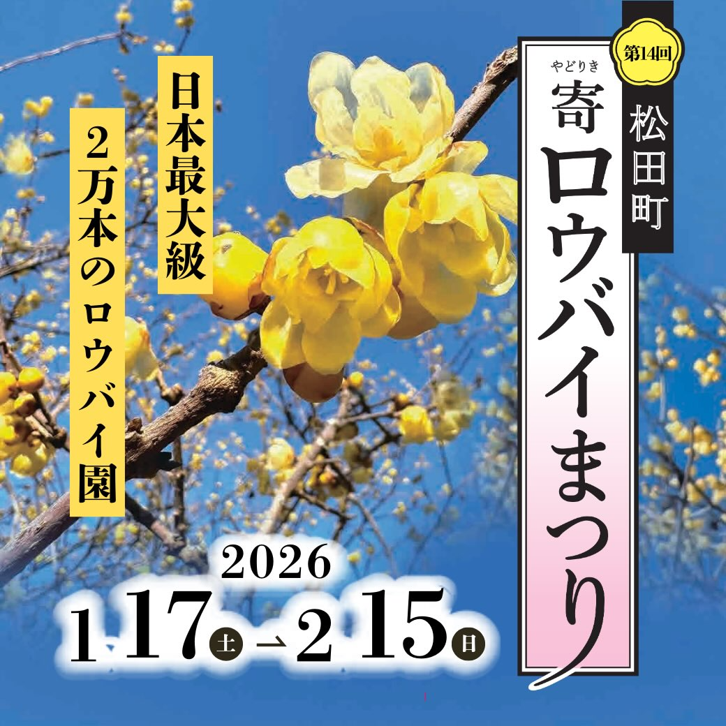 松田町寄ロウバイ園が第14回寄ロウバイまつりを開催、2万本超のロウバイ観賞が冬の花見客に