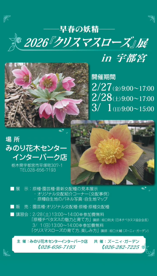 みのり花木センターインターパーク店がクリスマスローズ展2026を開催、原種と最新交配種の展示販売