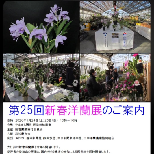 やまはる園芸が第25回新春洋蘭展を開催、浜松で洋蘭展示と即売会が愛好家の注目に