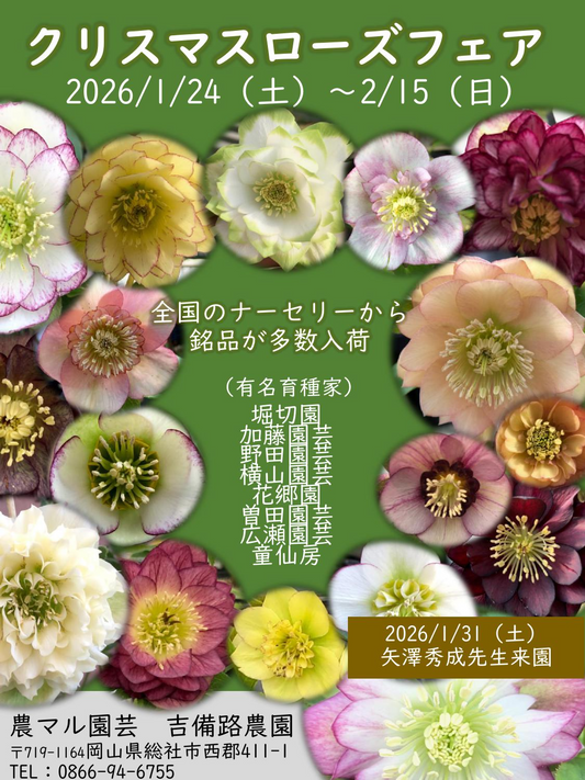 農マル園芸吉備路農園がクリスマスローズフェアを開催、育種家鉢の展示販売と講習会が来園者の選択肢に