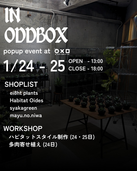 IN ODDBOXが北本団地商店街○×□で開催、アガベとハオルチア販売とハビタットスタイルWSが来場者の体験に