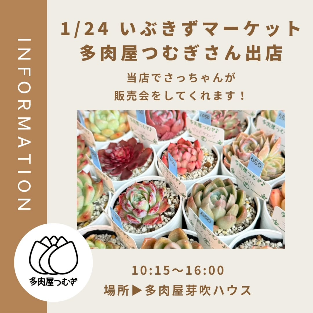 多肉屋芽吹がいぶきずマーケット2026を開催、多肉屋つむぎ出店が 多肉屋芽吹がいぶきずマーケット2026を開催、多肉屋つむぎ出店が