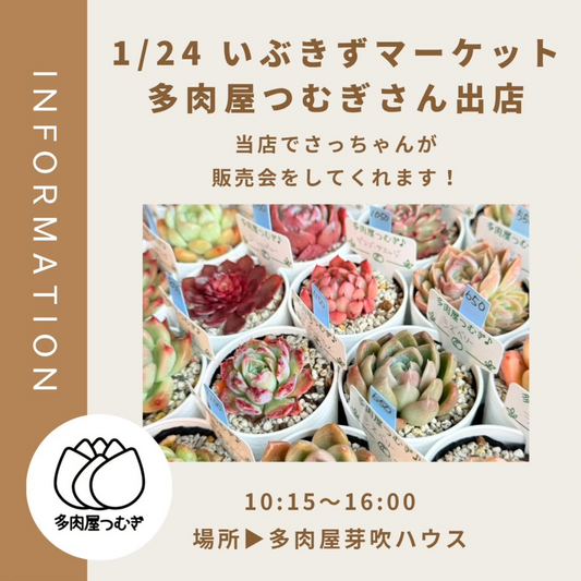 多肉屋芽吹がいぶきずマーケット2026を開催、多肉屋つむぎ出店が多肉植物愛好家の来店動機に