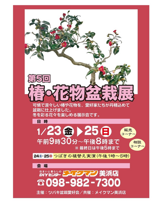メイクマン美浜店が第5回椿花物盆栽展を開催、椿と花物盆栽展示と植替え実演が来場者の関心に