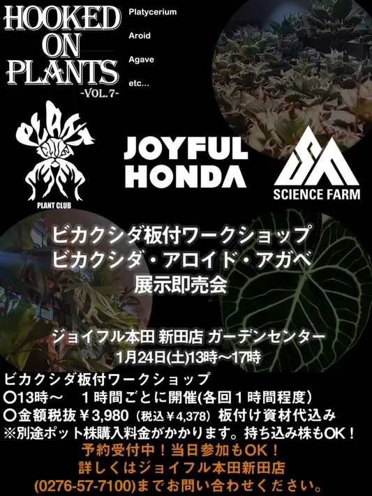 ジョイフル本田新田店でHOOKED ON PLANTS -VOL.7-を開催、ビカクシダ板付と展示即売会が同日実施