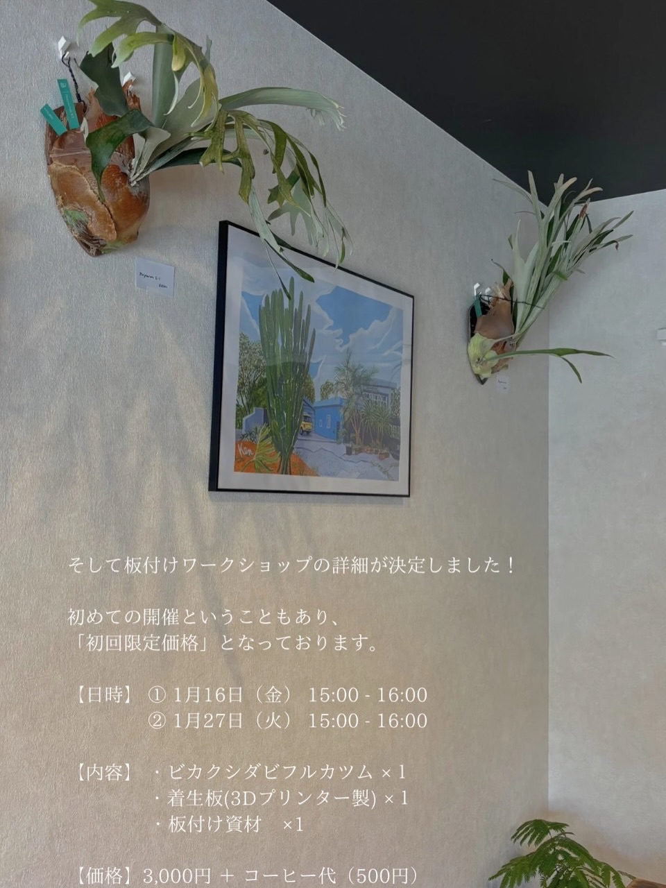 MABONOがビカクシダ板付けワークショップ2026を開催、ビフルカツムの板付け体験を提供