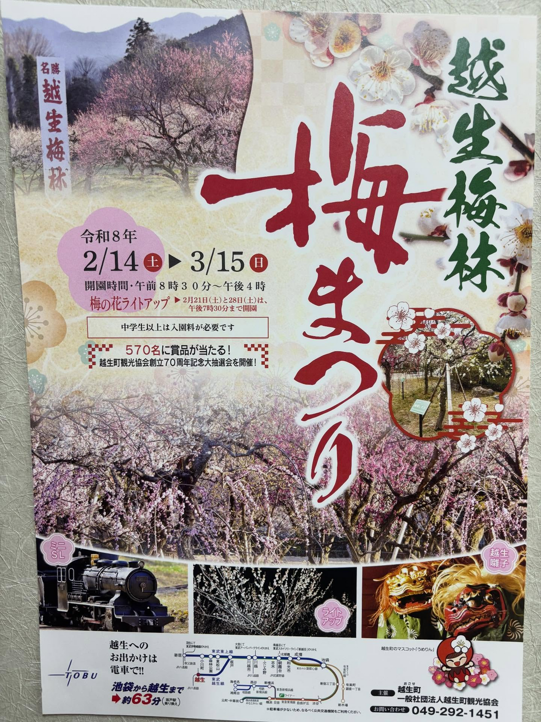 越生町が令和8年越生梅林梅まつりを開催、観光協会創立70周年の抽選会とミニSL運行が来場動機に
