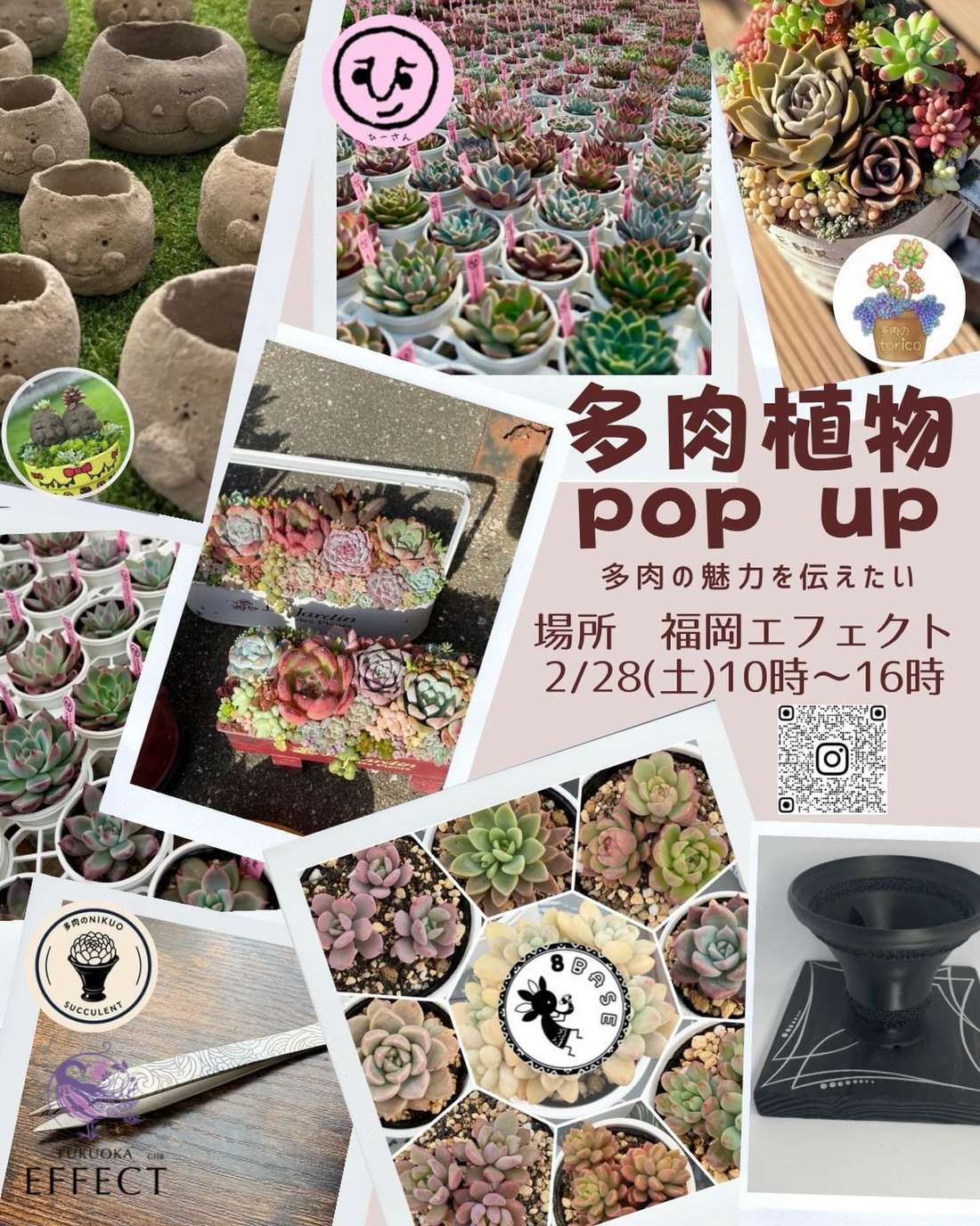 GHB Fukuoka Effectが多肉植物 pop up 2026を開催、多肉初心者の多肉苗