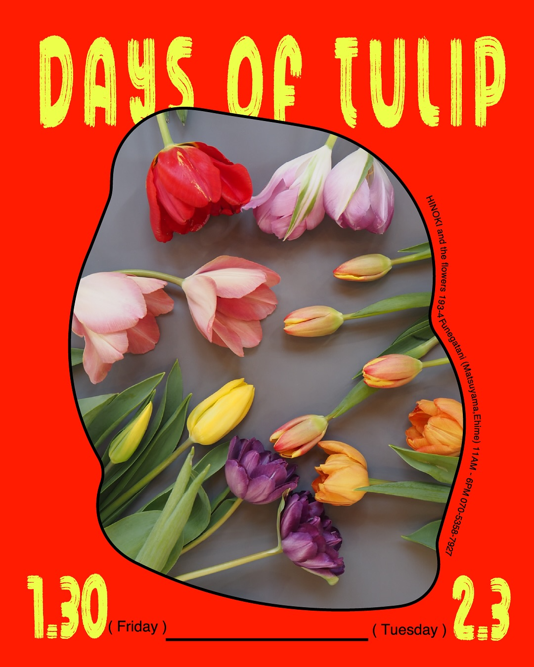 HINOKI and the flowersがDAYS OF TULIP2026を開催、20種類以上のチューリップが贈り物需要に対応