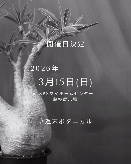 週末ボタニカルが藤枝展示場で植物マーケットを開催、多肉植物と塊根植物の出会いが週末の楽しみに
