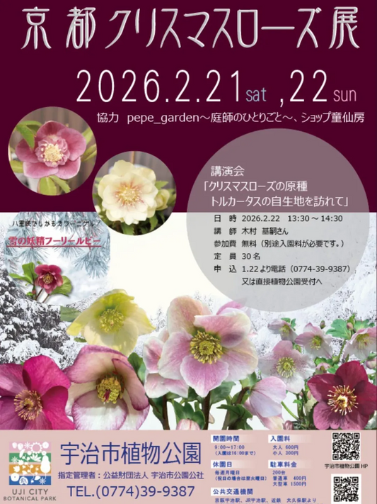 宇治市植物公園が京都クリスマスローズ展2026を開催、原種トルカータス講演会が来場者の学びに