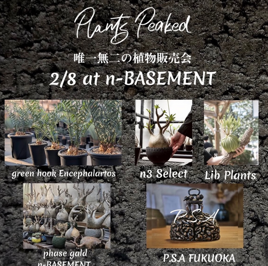 Plants Peakedがn-BASEMENTで開催、Encephalartos展示販売が植物愛好家の注目に