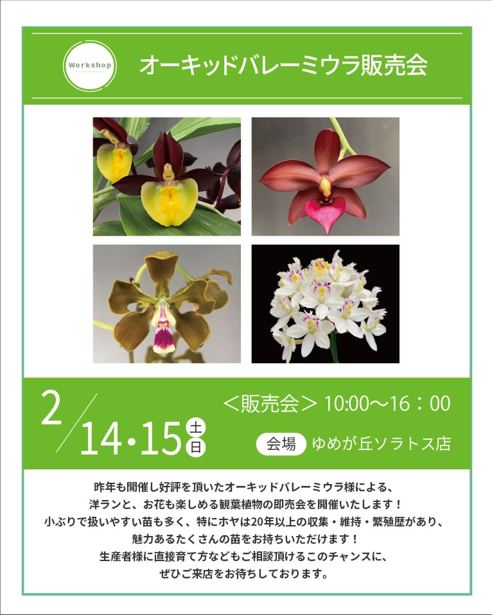 プロトリーフゆめが丘ソラトス店がオーキッドバレーミウラ販売会を開催、洋ランと観葉植物の即売と相談会に注目