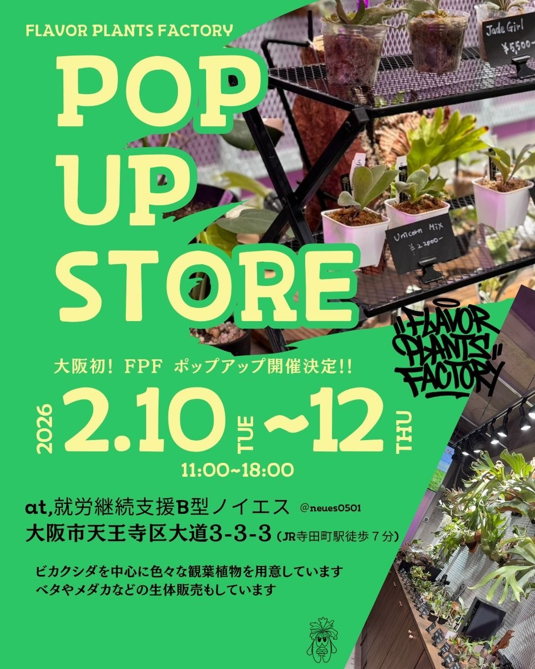 FLAVOR PLANTS FACTORYがPOP UP STOREを開催、ビカクシダと生体販売が大阪初の出会いに