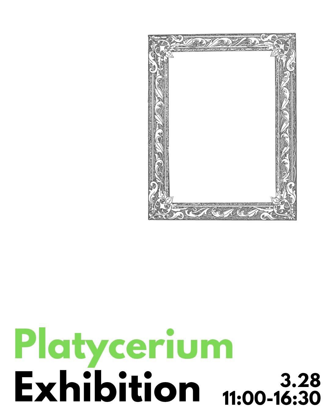 calm spaceがPlatycerium Exhibition 2026を開催、関西トップクラスのビカクシダ展示が心斎橋に集結
