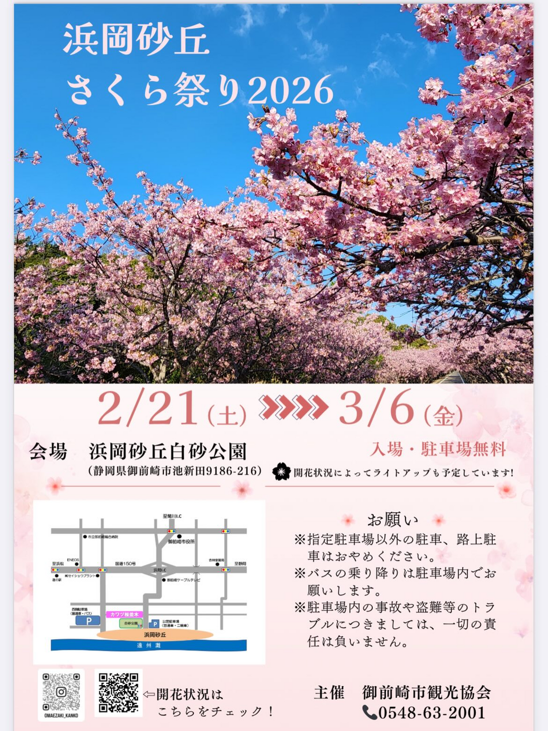 浜岡砂丘さくら祭り2026が開催を告知、浜岡砂丘白砂公園で河津桜230本の散策が春の行楽に