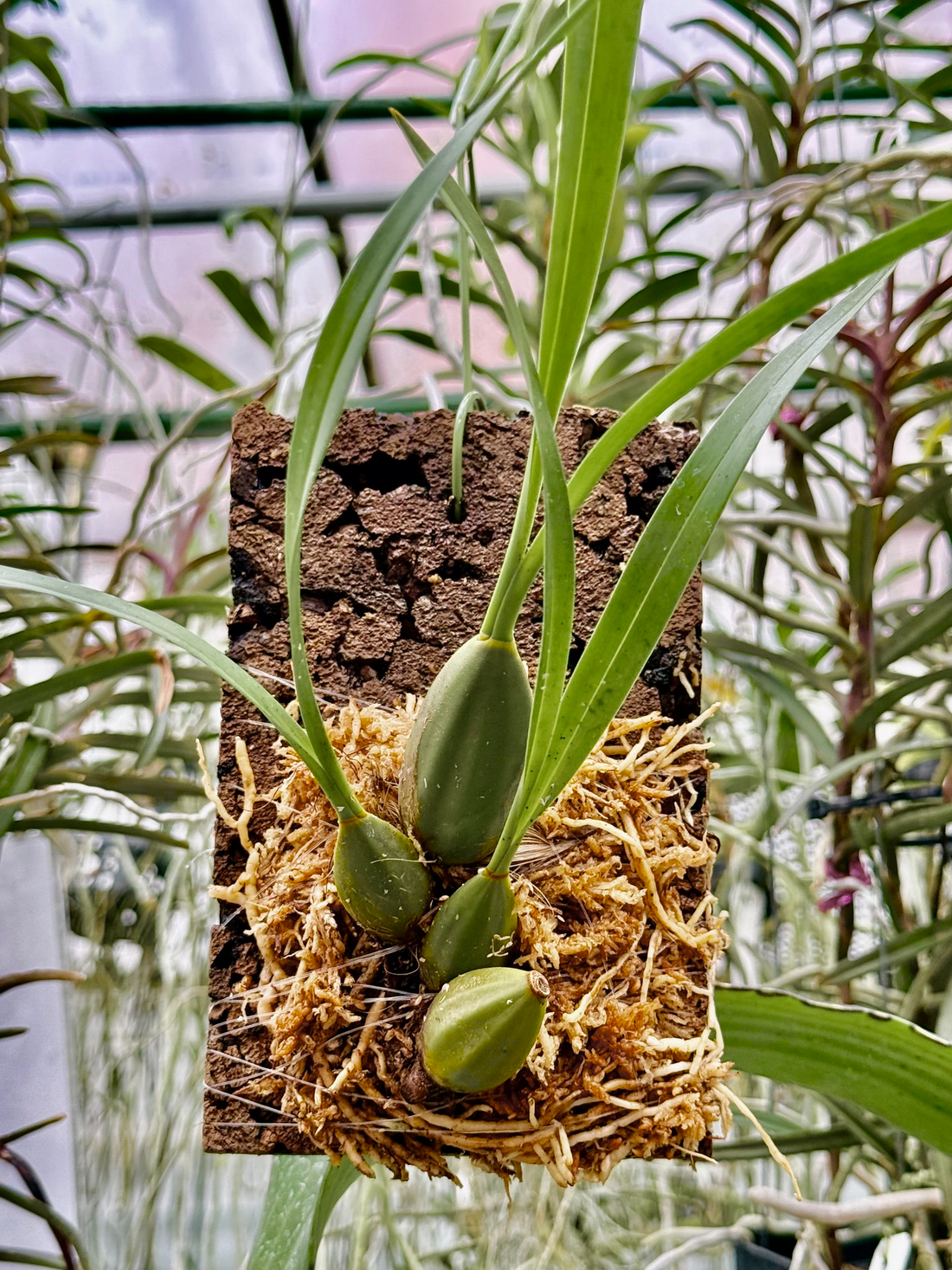 万花園が着生ランの板付けワークショップ2026を開催、淡路夢舞台で板付け技法を学べる機会に